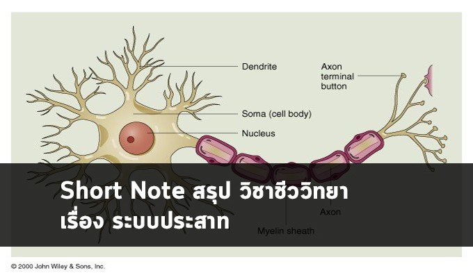 ระบบประสาท โน๊ต