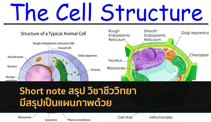 วิชาชีววิทยา สรุปเนื้อหา