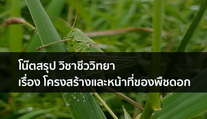 หน้าที่ของพืชดอก โน๊ตสรุป