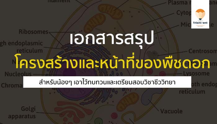 โครงสร้างและหน้าที่ของพืชดอก สรุป